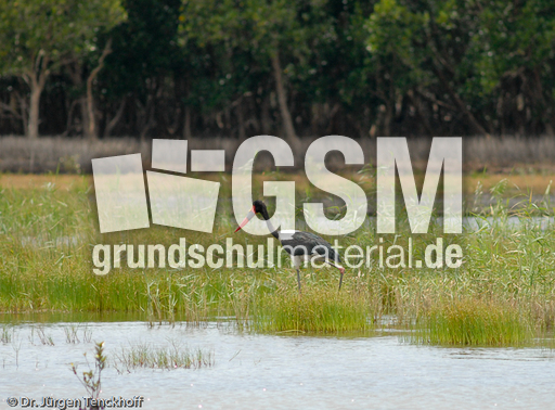 Sattelstorch (2 von 9).jpg